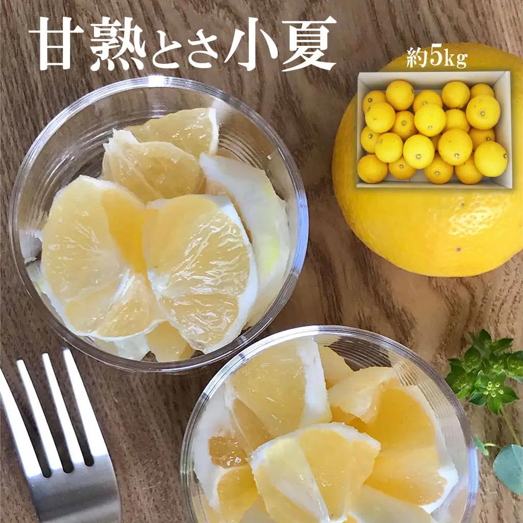 【先行予約】甘熟とさ小夏 家庭用（2S~2Lサイズ）約5kg〈2027年4月上旬-2027年5月中旬頃発送〉高知県土佐市 【株式会社SHIRAKI】 [BQAI032]
