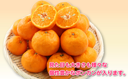 【先行予約】訳あり ポンカン 5kg 杉本屋 【2027年1月中旬～2月下旬 発送】B010-143005