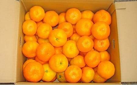 みかん S〜2L 約5kg 青島みかん 先行予約 2026年12月下旬より順次出荷