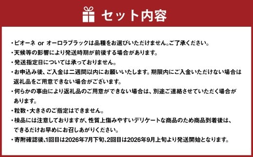 【2回定期便】 家庭用 ピオーネ or オーロラブラック 2房 （900g以上） ＆ 家庭用シャインマスカット 2～3房 （1kg以上） 【2026年7月下旬から順次発送予定】 ／ くだもの 果物 果