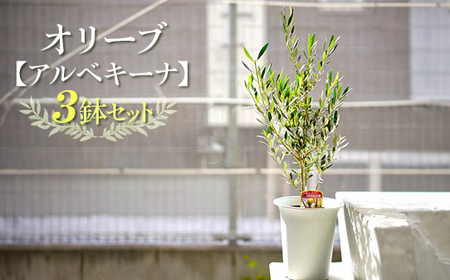 【3鉢セット】オリーブの木 品種：アルベキーナ6号鉢 シンボルツリー ※離島への配送不可_FC11