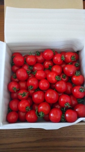 ミニトマト1㎏【tno003】