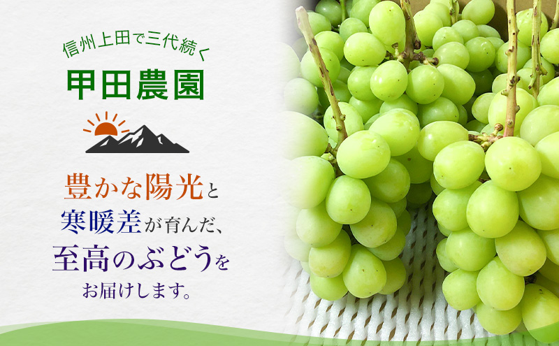 【先行予約】【訳あり・食べ比べ】長野県産 シャインマスカット＆種あり巨峰セット 約1kg（シャインマスカット1房・巨峰2～3房）家庭用 味は問題なし 季節のフルーツ 果物 信州産