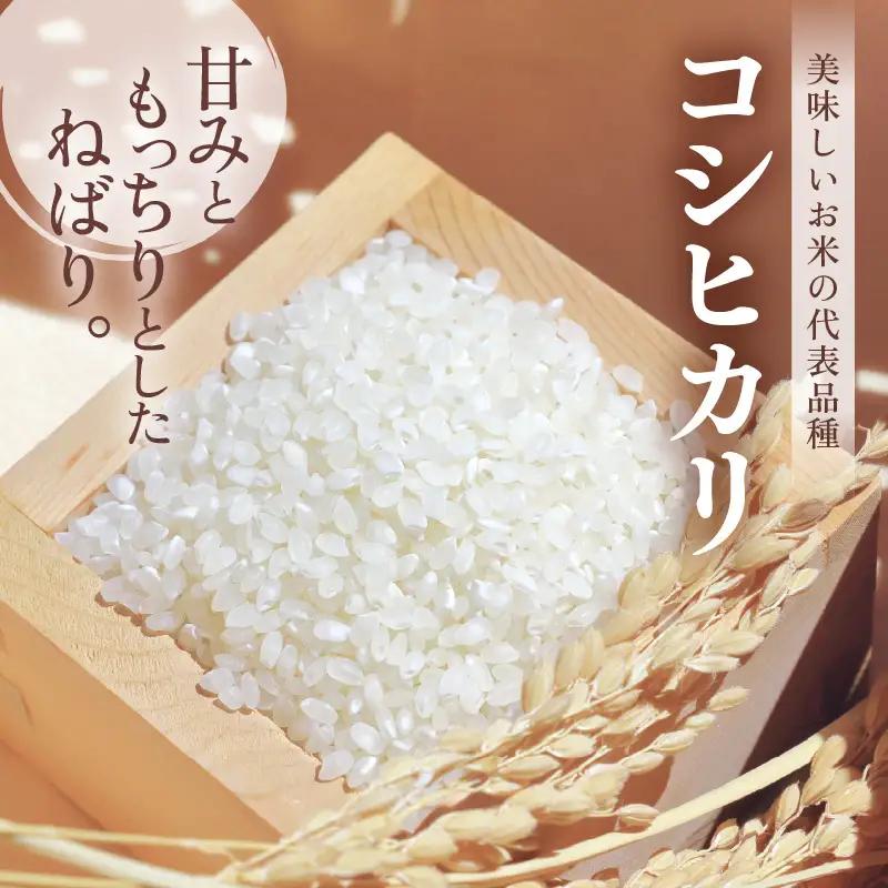 【先行予約】【令和8年産・新米】 定期便 ≪6ヶ月連続お届け≫ 米 コシヒカリ 5kg × 6回 （計30kg）精米 福井県美浜町産 【2026年10月下旬より順次発送】 [m60-f006]