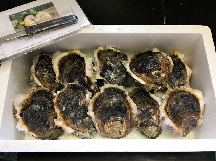 能登産 岩牡蠣（2.5kgセット／8〜10個入）専用ナイフ 片手用軍手付 加熱用 冷蔵配送　※2024年6月上旬～7月下旬頃に順次発送予定 　※離島への配送不可