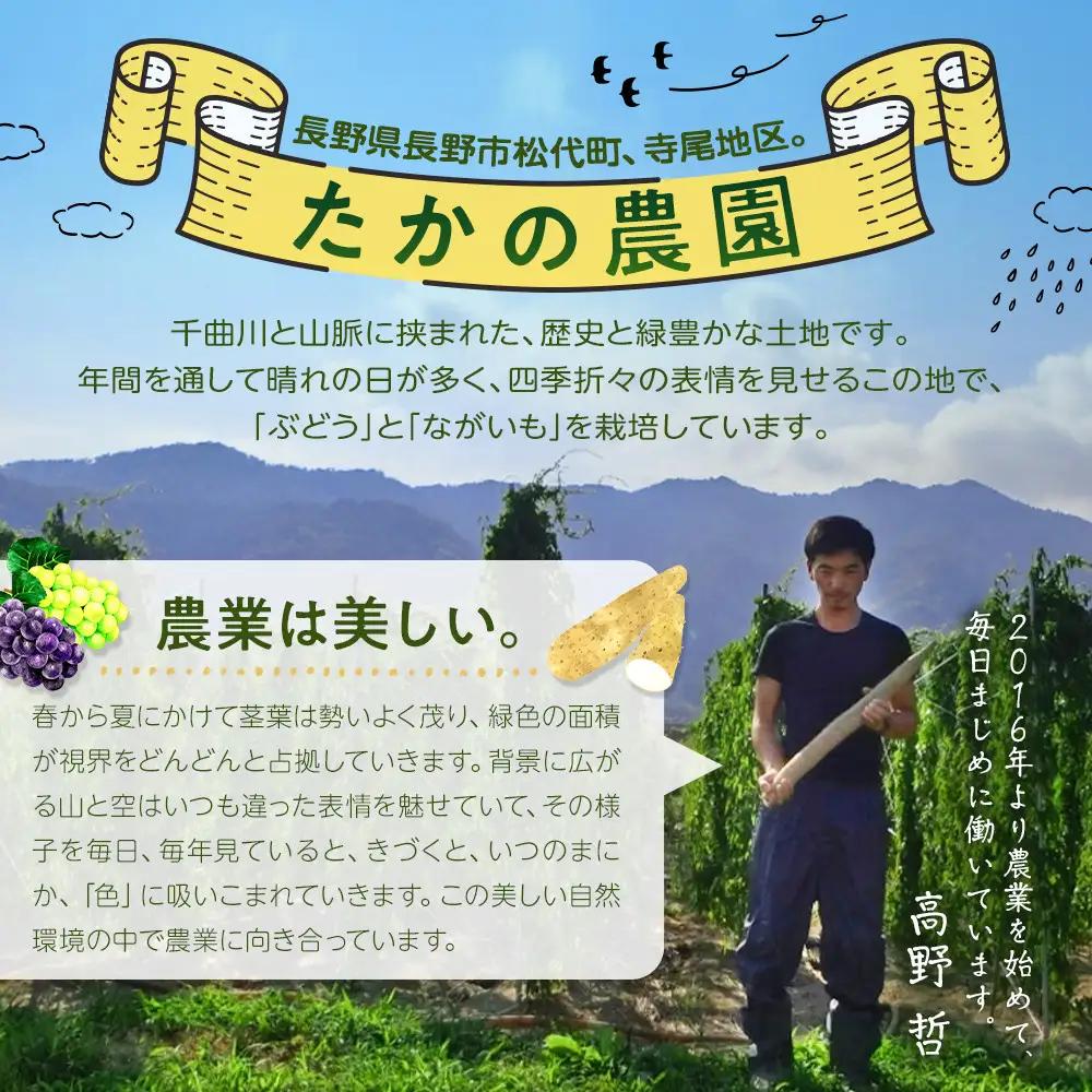高野農園　長野市ながいも 10kg (2026年11月下旬頃出荷分）  | ながいも 長芋