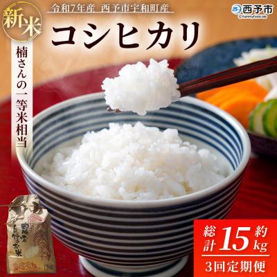 ふるさと納税 西予市 新米 &lt;令和7年産 コシヒカリ 約5kg  3回定期便 楠さんの一等米相当