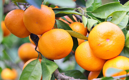 有田の旬の食べごろみかん約10kg（サイズ混合）（秀・優品混合）★2026年11月下旬頃より順次発送