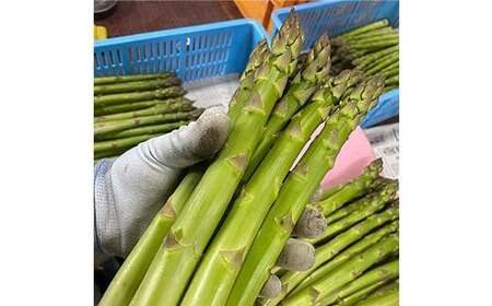 【令和7年産先行予約】 アスパラガス (春芽) 約1kg (4Lサイズ  約15～20本前後) 《令和7年5月～発送》 『生産者 紺野 幸陽』 グリーン 山形南陽産 山形県 南陽市 [2244]