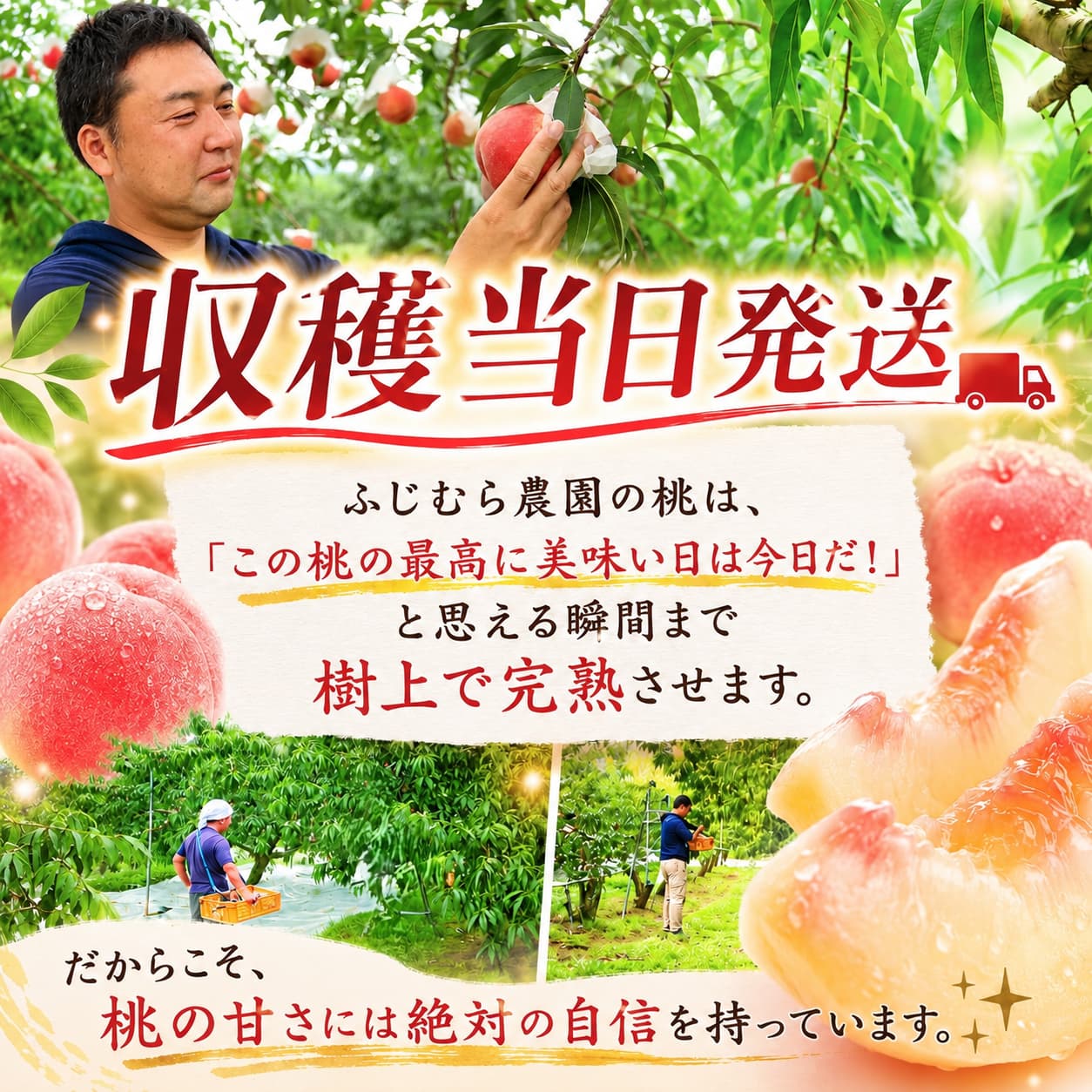 【8月下旬発送】 桃 川中島白桃 約1.2㎏ 先行予約 訳あり 盛岡市産 家庭用 白桃 完熟 もも モモ 果物 くだもの フルーツ 訳アリ 旬 産地直送 農家直送 デザート おやつ 自宅用 詰め合わせ