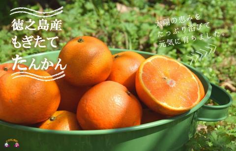 《2026年2月～3月配送！》島の農家さん直送便！徳之島産もぎたてたんかん（10キロ） ( タンカン フルーツ みかん 果物 柑橘 甘い 徳之島 奄美 鹿児島 もぎたて フレッシュ 世界自然遺産 フル