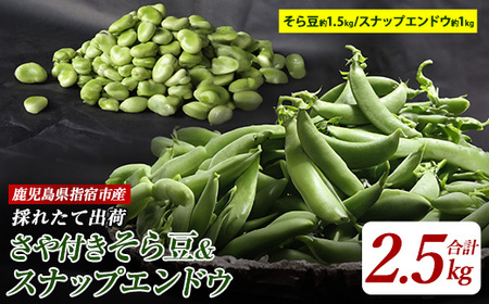 【2026年1月中旬〜発送】さや付きそら豆約1.5kgとスナップエンドウ約1kgのセット(アグリスタイル/A-207) そらまめ ソラマメ えんどう 旬 野菜 サラダ 冬 指宿 鹿児島