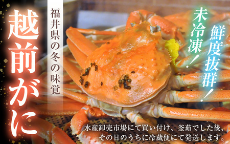【先行予約】≪浜茹で≫ 天然 越前がに 特大 (茹で前1.1～1.3kg) × 2杯 冷蔵ですので、届いてすぐお召し上がりいただけます！ タグ付 福井を代表する冬の味覚！【2025年11月中旬以降順次