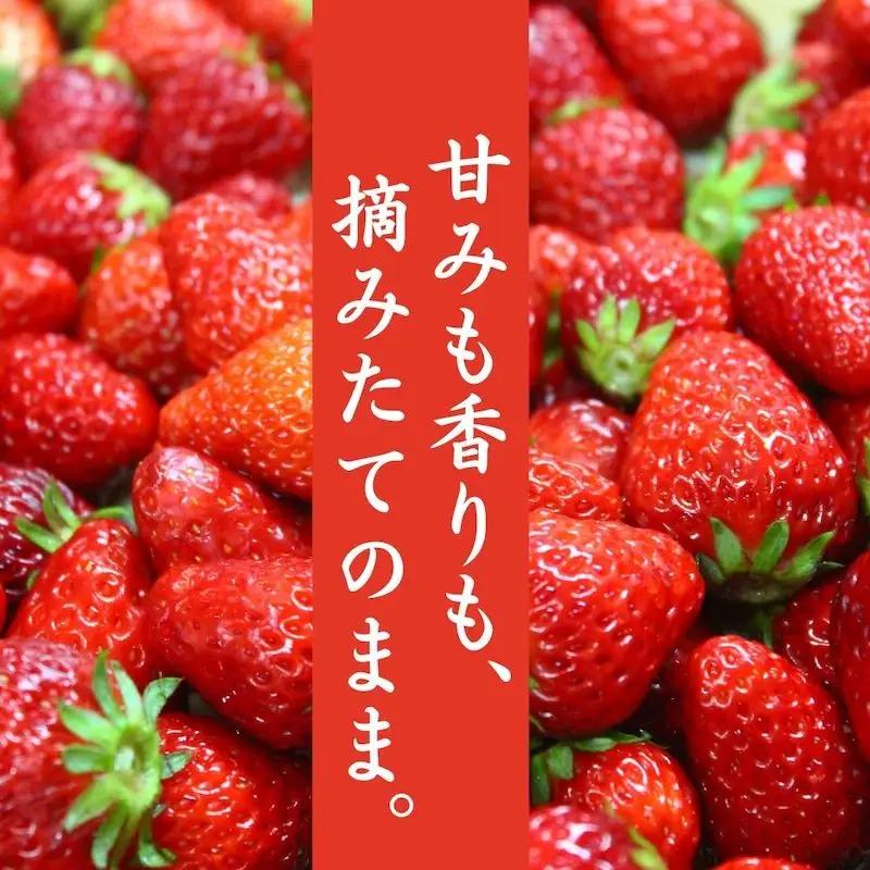【順次配送】 冷凍いちご  紅ほっぺ 1kg　【 いちご 】