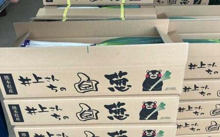 先行予約 球磨美人 井上さんちの 白ネギ 2L × 20本 野菜 ねぎ ネギ 葱 白ねぎ 白葱 【2026年8月下旬～9月下旬迄発送予定】