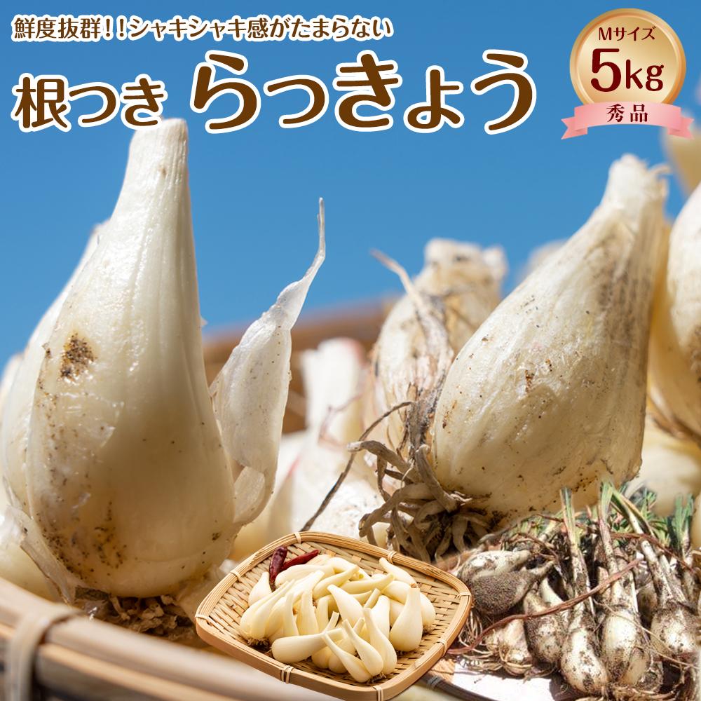 【ふるさと納税】747.【先行予約】【JA】根付らっきょう　秀M・5kg箱　※着日指定不可　※離島への配送不可　※2026年5月中旬頃～6月中旬頃に順次発送予定 | らっきょう ラッキョウ らっきょう漬け ラッキョウ漬け 先行予約 野菜 健康 健康食品 新鮮