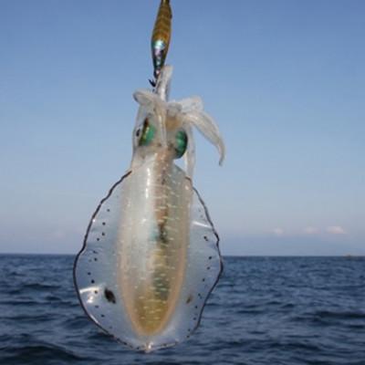 ふるさと納税 若狭町 若狭湾産 アオリイカ3〜8杯 スミ抜き/冷凍(1.5kg程) |  | 01