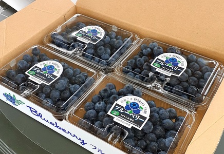 【2024年先行予約】6月～7月発送！大きく甘い、完熟ハイブッシュブルーベリー　1kg（250g×4パック）