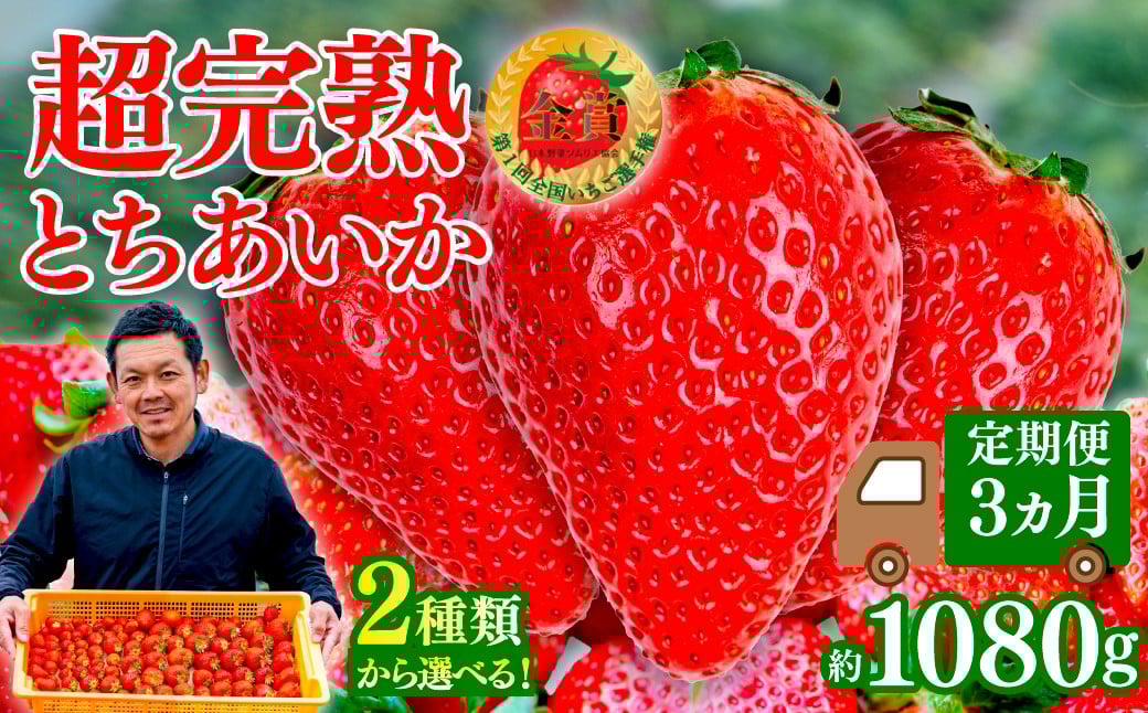 
            いちご＜定期便3回＞第1回いちご選手権 金賞受賞  とちあいか レギュラー or 大粒 約1080g | いちご イチゴ 苺 とちあいか 完熟 甘い あまい 果物 フルーツ 贈答 ギフト プレゼント 美土里農園 栃木県 茂木町
          