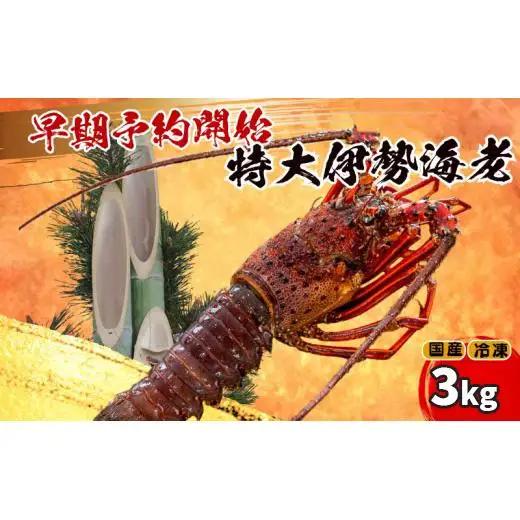 【伊勢海老】 特大伊勢海老 5匹