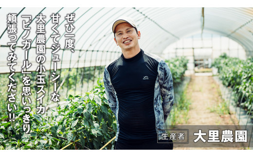 【 先行予約 2027年6月下旬以降発送 】八千代町産 小玉スイカ ピノガール 1箱（2玉入） タネが小さい すいか [SF005ya]