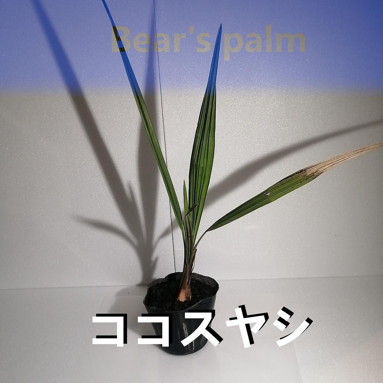 
ココスヤシ_栃木県大田原市生産品_Bear‘s palm
