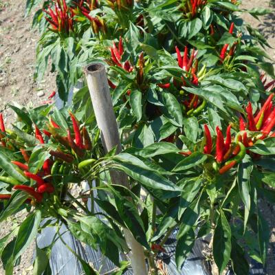 ふるさと納税 熊野市 【テレビで紹介されました】熊野唐辛子ギフト5(一味唐辛子(プリッキーヌ・ハバネロ)各1本+生唐辛子) |  | 02