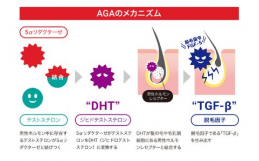 毛髪ホルモン量測定キット DHT AGA 薄毛 男性型脱毛症 男性ホルモン 対策 髪 検査 テストステロン ジヒドテストステロン 脱毛 うすげ 薄毛対策 毛髪 髪の毛 頭髪 地毛 株式会社あすか製薬メ