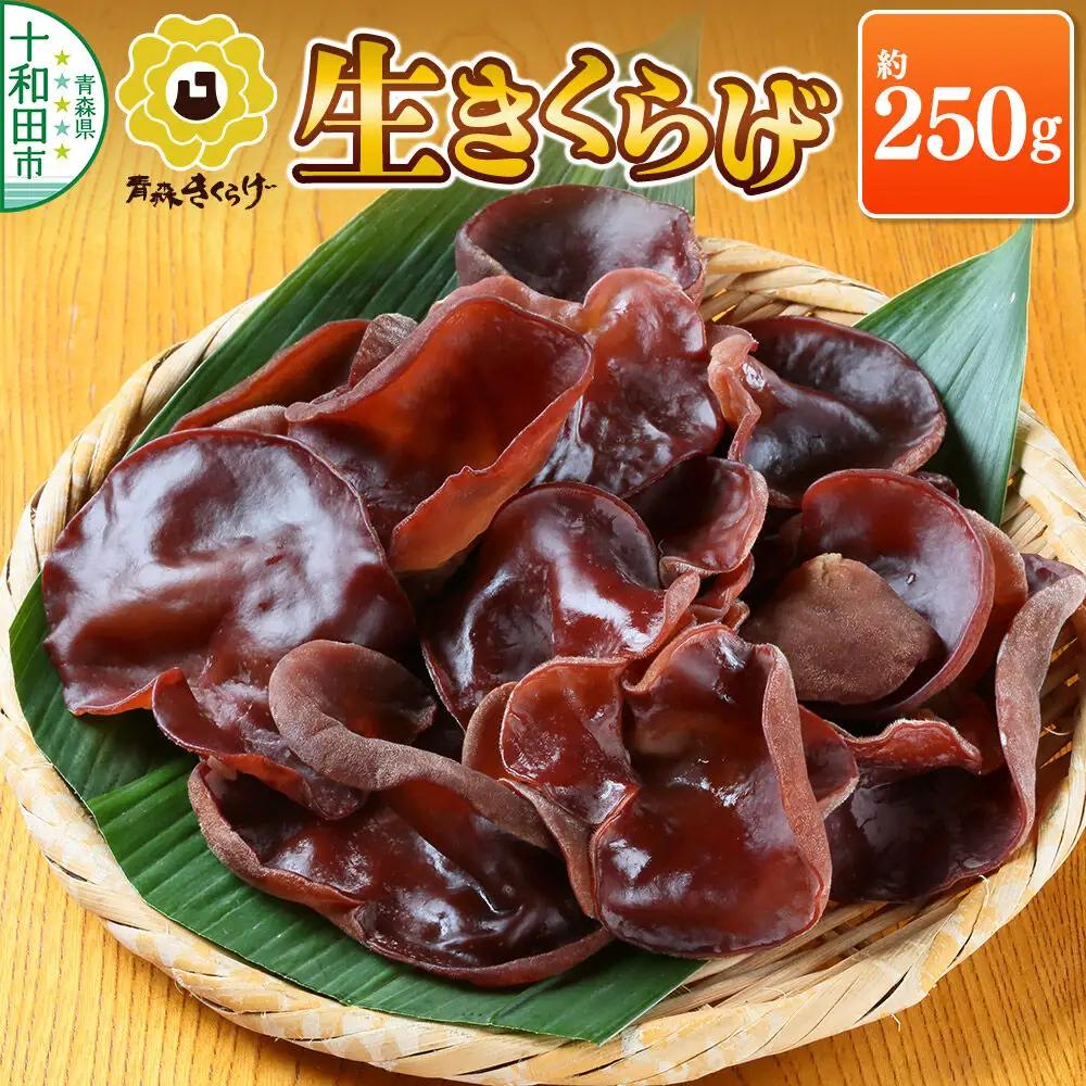 青森きくらげ（生キクラゲ）約250g 十和田市産