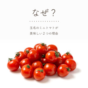 熊本県産 ミニトマト 約3kg | 野菜 やさい トマト とまと ミニトマト プチトマト