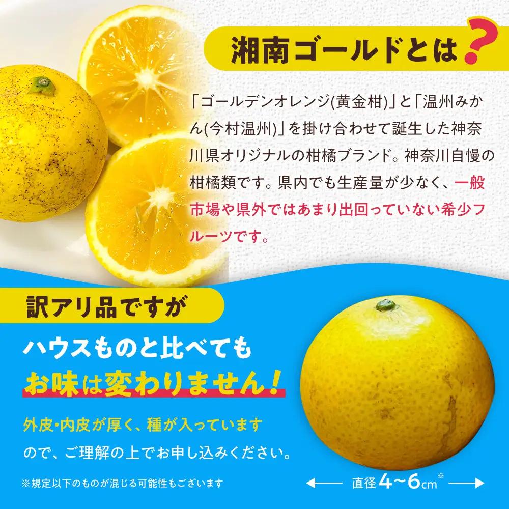 【希少フルーツ】【露地栽培】湘南ゴールド(家庭用)　3kg　2027年3月中旬頃～3月下旬頃発送予定 | 湯河原町 3kg 地域特産品 露地栽培 熟成 柑橘類 フレッシュ