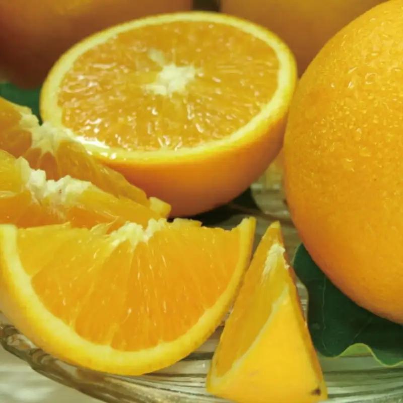 バレンシアオレンジ[約7kg]湯浅町田村産春みかん春かんきつ(無選別・果実サイズ混合)　※2026年6月中旬～7月下旬頃に順次発送【ntb490B】