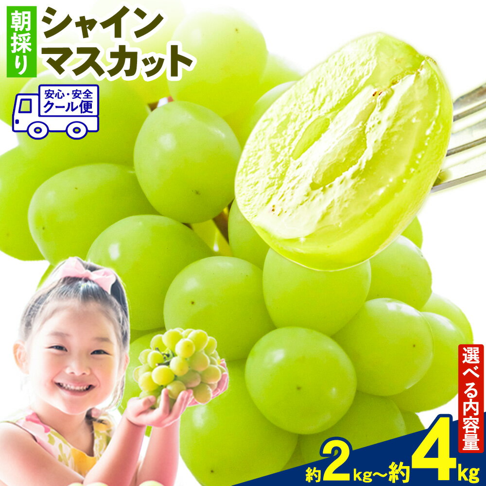 【ふるさと納税】シャインマスカット マスカット 朝採り シャインマスカット 選べる 2kg 3kg 4kg 前田果樹園《8月下旬-9月末頃出荷》熊本県 荒尾市 旬 果物 フルーツ デザート ふるーつ ますかっと しゃいんますかっと