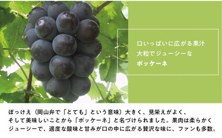 【2026年先行予約】葡萄1房お試し４回便（ボッケーネ・ピオーネ・シャインマスカット・紫苑）(定期便) (岡山県産)【KF-T003-01】