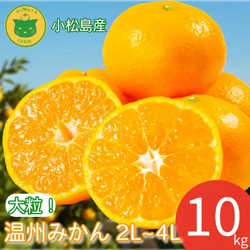 【2026年11月発送】みかん 大玉 温州みかん 10kg 2L~4Lサイズ くだもの 蜜柑 ミカン 小松島市