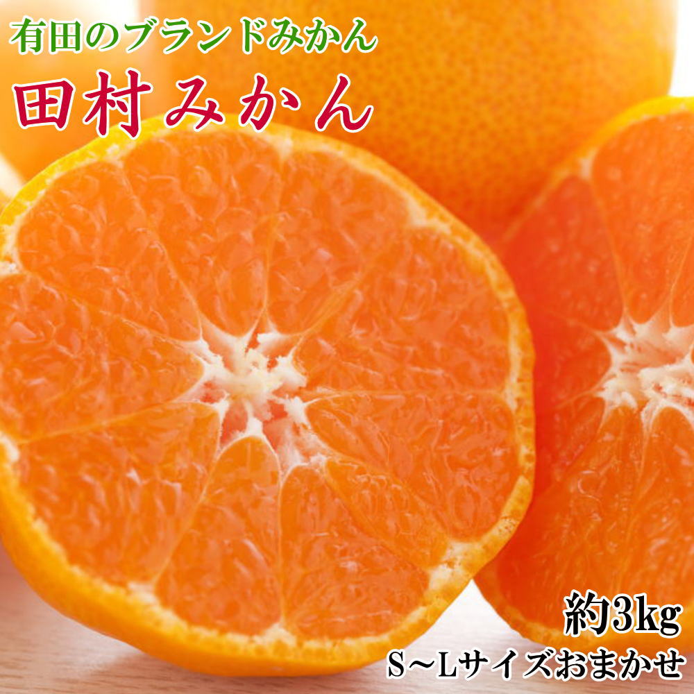 【ふるさと納税】 みかん 【ブランドみかん】田村みかん約3kg(S.M.Lサイズおまかせ・秀品)※2025年11下旬～2025年12月下旬頃に順次発送 / 果物 柑橘 有田みかん ミカン オレンジ 和歌山