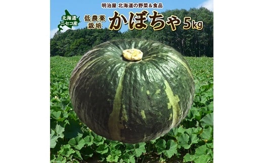 <早期予約>北海道ニセコ町 かぼちゃ5kg【2025年産】【3200601】