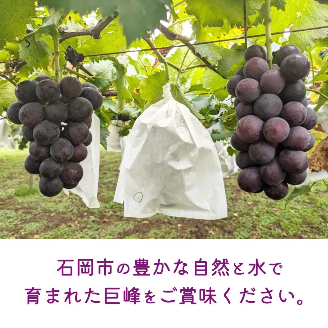 《 2026年 収穫分 》 種あり 巨峰 2kg 5～9房 (桜川市・石岡市共通返礼品) 先行予約 石田ぶどう園 国産 茨城県 桜川市 ぶどう ブドウ 葡萄 果物 くだもの フルーツ 旬 人気 産直 