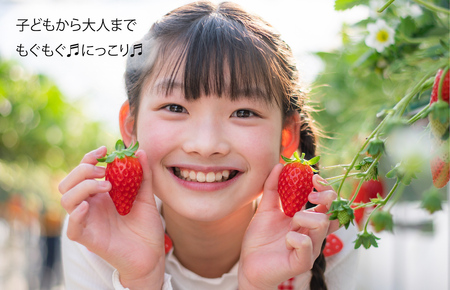 【数量限定】苺 古都華(ことか) 奈良県ブランドいちご 約270g x 6パック 計1620g かたおかの苺