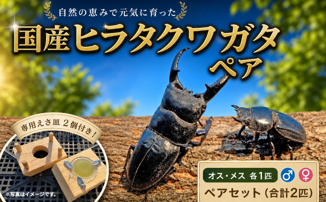 
                  国産ヒラタクワガタ　ペア　特製えさ皿2個付き
                