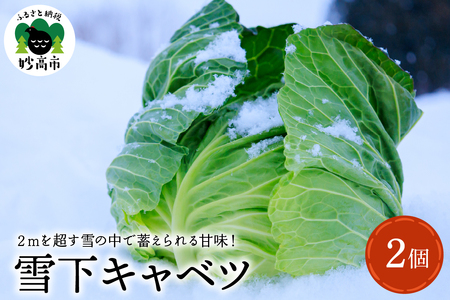 雪下キャベツ 野菜 きゃべつ 雪下野菜 雪下キャベツ 甘い 産地直送 農家直送 お取り寄せ グルメ 新潟県 妙高市