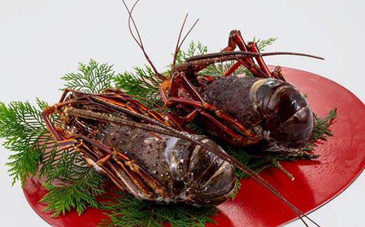 活〆冷凍伊勢海老 1.2kg【配送不可地域：離島】【1607919】