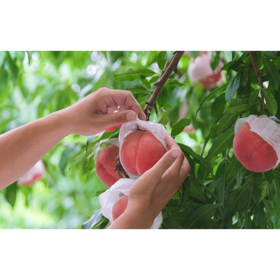 ＜Bonchi＞甲州市産 大玉桃 6個入り　2.7kg 自然農法