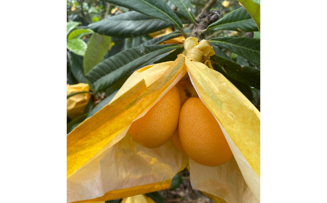 枇杷「なつたより」1kg ／ 果物 くだもの フルーツ ビワ びわ 長崎県 長崎市