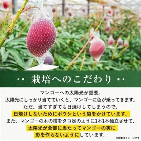 【発送月固定定期便】2026年発送マンゴー2種の食べ比べセット 全2回【配送不可地域：離島】【4012836】