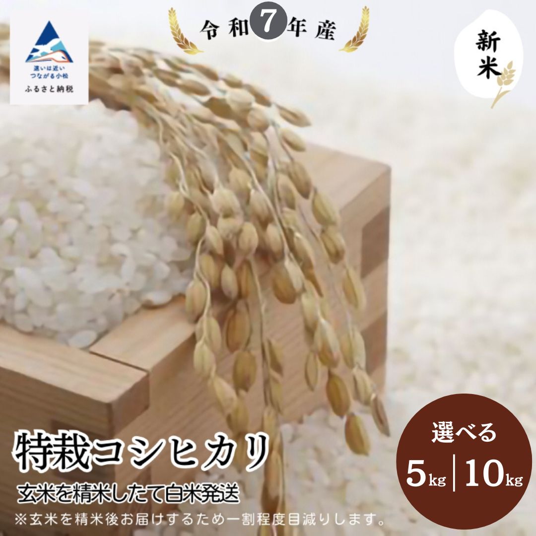 【ふるさと納税】特栽コシヒカリ玄米 選べる 5kg/10kg 精米したて白米発送 石川県 小松市 【のむら農産】017015