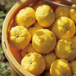 ゆず リキュール 2本 セット 25％ 【 ドリンク 柚子 蒸留 シロップ カクテル カシス 酒 炭酸水 果物 果実 果汁 茶 和 柑橘 高級 ほろよい ギフト お歳暮 ふるさと 100 ビタミン 年