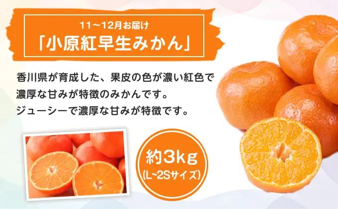 特産 フルーツ 定期便 （年3回） 果物類 柑橘類 みかん いちご 苺 イチゴ ぶどう マスカット 