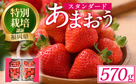 ＜予約受付中！2024年12月中旬より順次発送予定＞うるう農園のスタンダードあまおう(計570g・285g×2P)  苺 いちご イチゴ 果物 フルーツ 国産 福岡県 ヨーグルト ジャム スムージー 