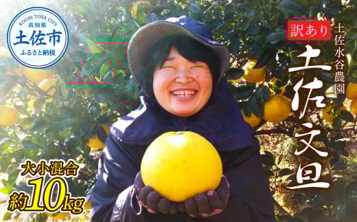本場、高知県土佐市産！土佐水谷農園の露地土佐文旦 家庭用10キロ 10kg 大小混合（L～上限なし：16玉前後） 訳あり 文旦 ぶんたん ブンタン 土佐文旦 ご自宅用 柑橘 フルーツ 果物 土佐 高知